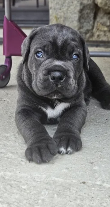 Chiots cane corso