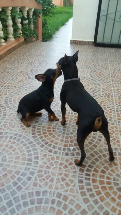 Pinscher nain