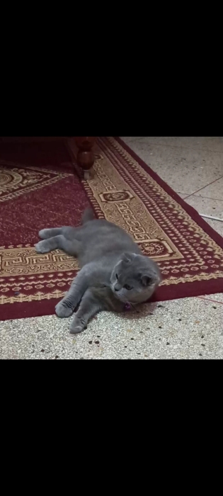 chat scottish 10mois