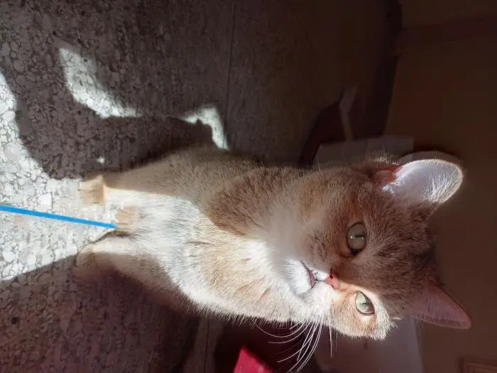 Scottich fold pour accouplement