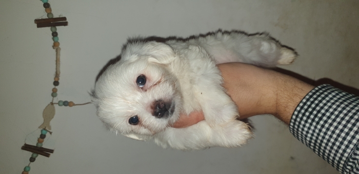 Bichon Maltais Toy Pure Race