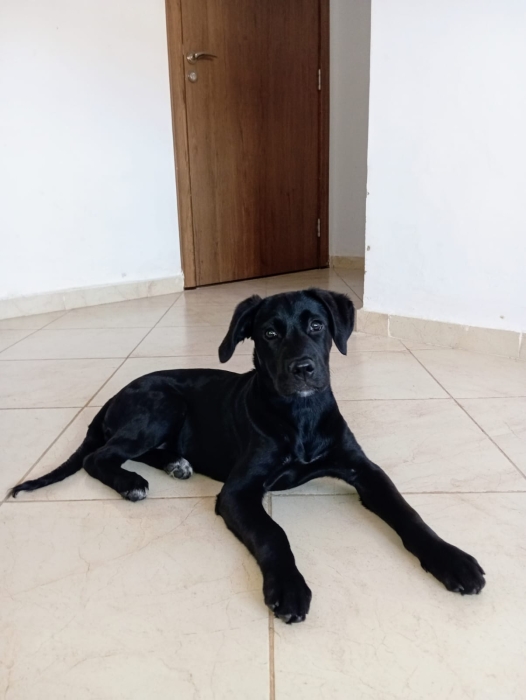 Adorable Labrador Femelle Noire à Vendre🐾😍