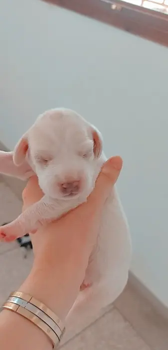 Vente chiens de chasse