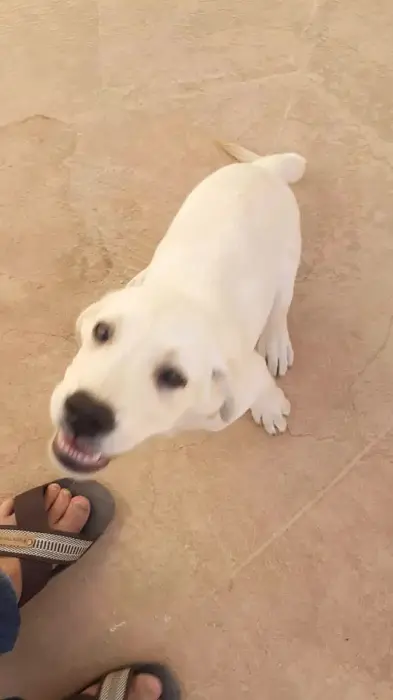 CHIOTS COUPLE LABRADOR