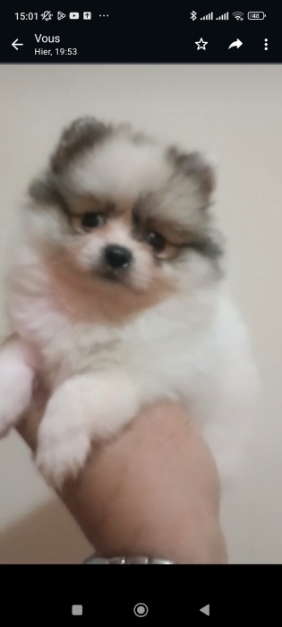 Chiot spitz nain panda