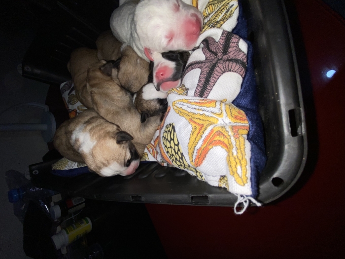 Chiot staff americain pure race