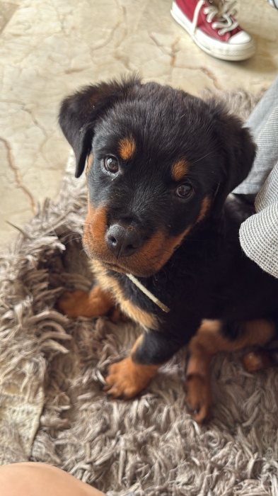 Chien Rottweiler femelle âge 9semaines vaccinée