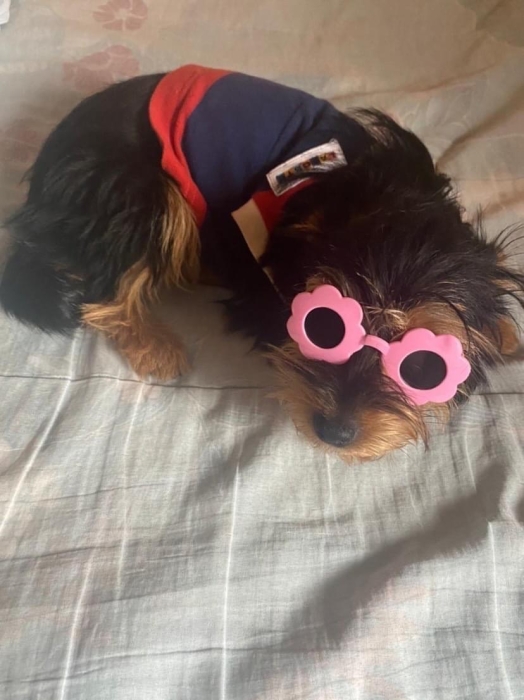 Donner pour ADOPTION