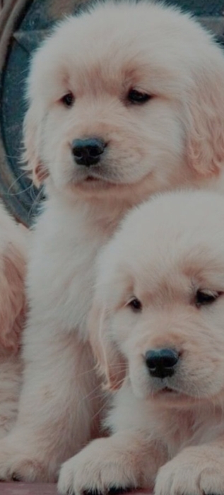 Golden race a vendre