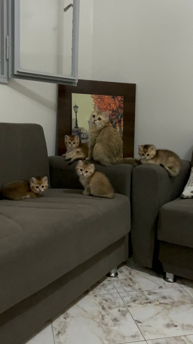 Scotish Straight golden