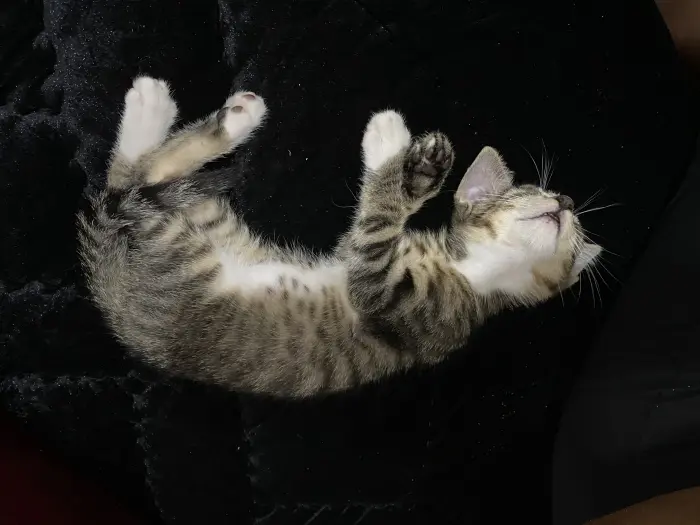 Je veux faire une adopter mon chat