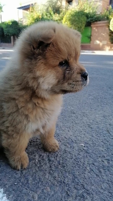 Chowchow
