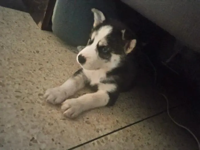Chien husky sibérien