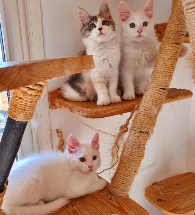 Chatons mainecoon