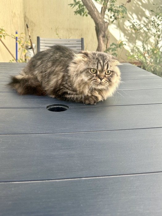 Chats munchkin mâles