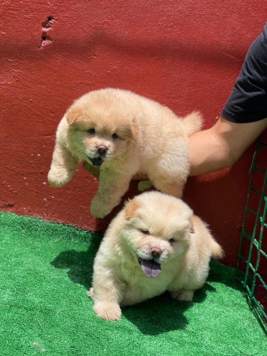 Chiot chow chow
