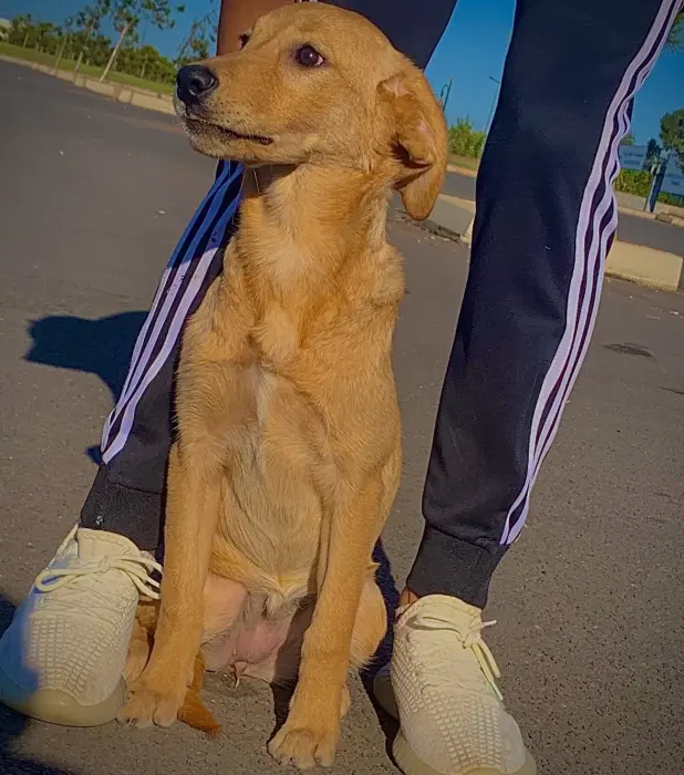 Je met vente d’eux chiens la race labrador âge de 4mois