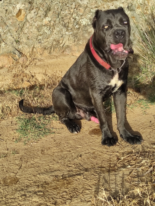 Cane corso
