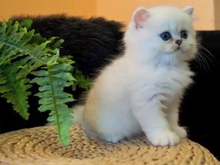 Persan chinchilla