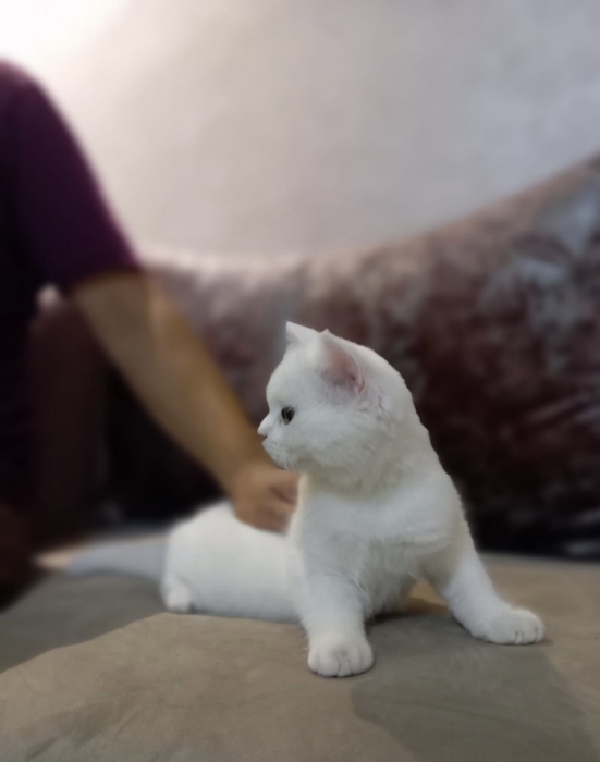 Ventes de magnifique chaton Scottish British