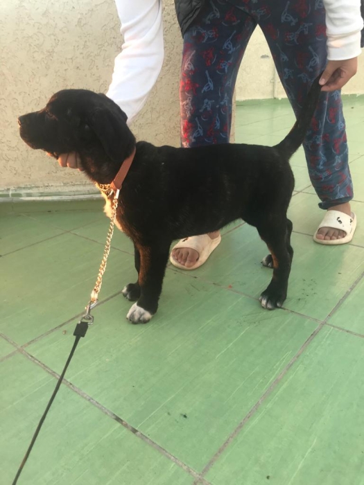 Cane corso pure race