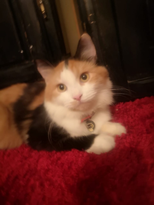 CHAT RAGDOLL-adoption