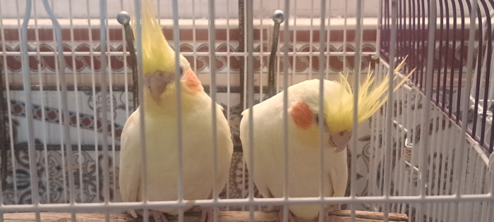 2 Callopsites Lutino