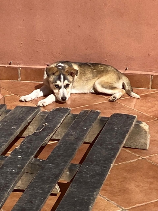 Adorable Chiot Croisé Husky & Chien de Chasse Italien
