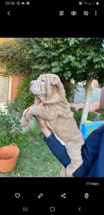 chiots shar-peï