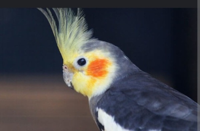 Oiseaux calopssit طيور كلوبسيت