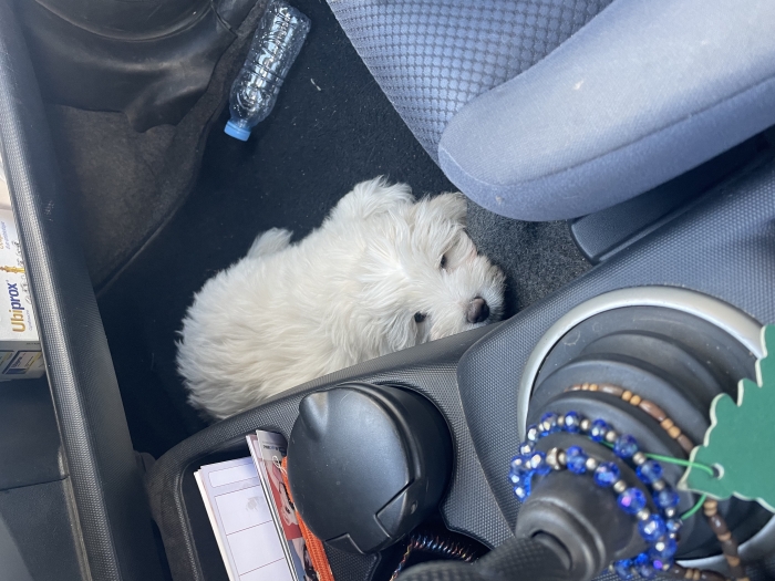 Bichon maltais vacciné