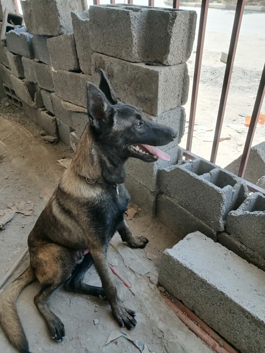 malinois âgé de 12mois pur charbonné