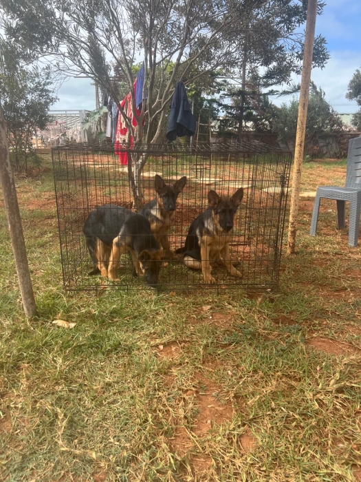 Berger Allemand 💥