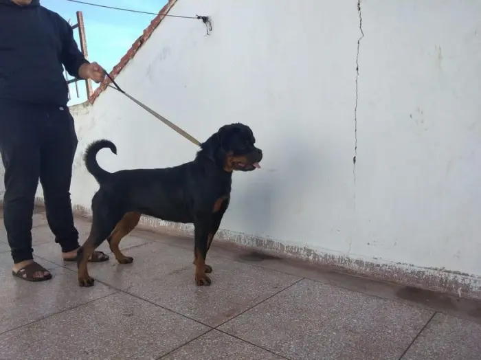 rottweiler pedigree