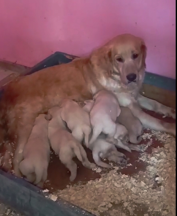 Golden retriever 🔥