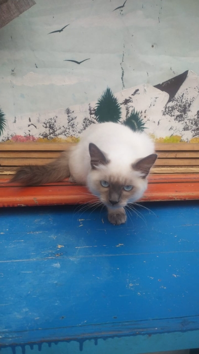 Chat siamois himalaya