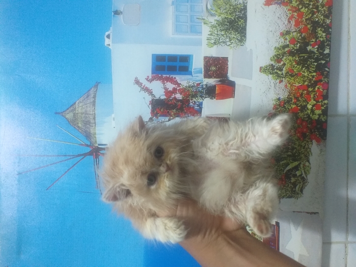 Chat persan femelle pure race