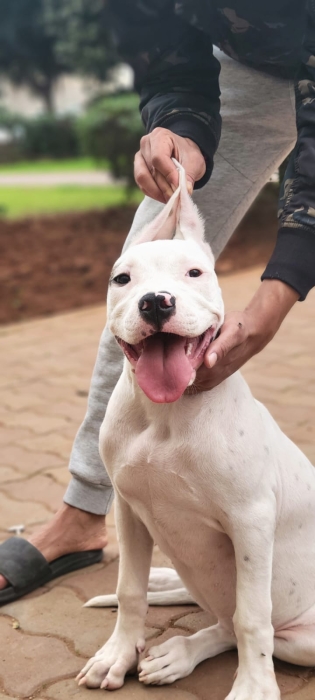 Femelle dog argentin