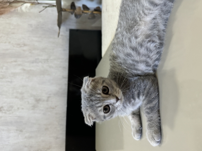 Scottish Fold X British shorthair