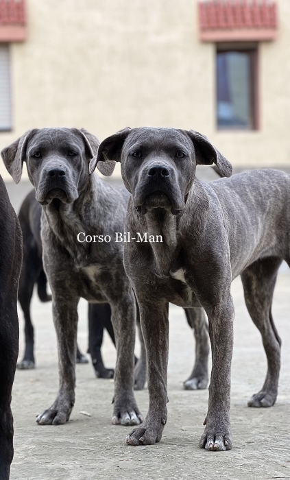 Des femelles cane corso pedigree
