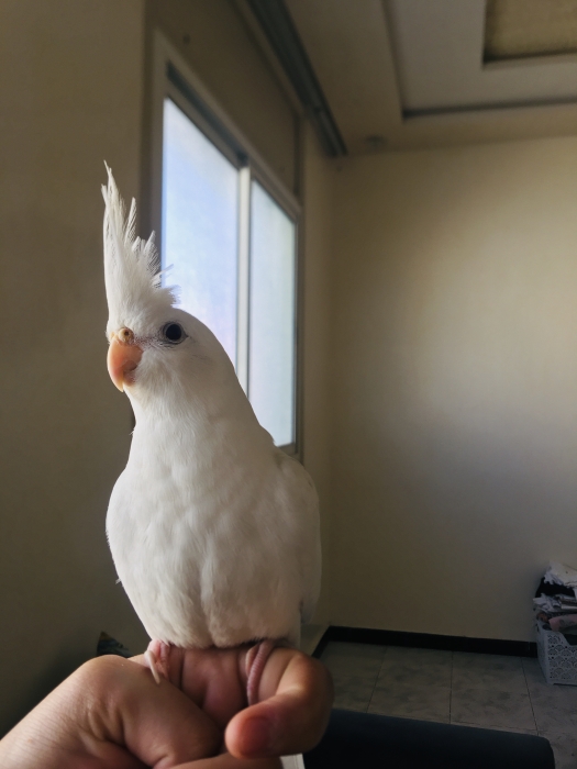 Calop7 mdrisi Casablanca