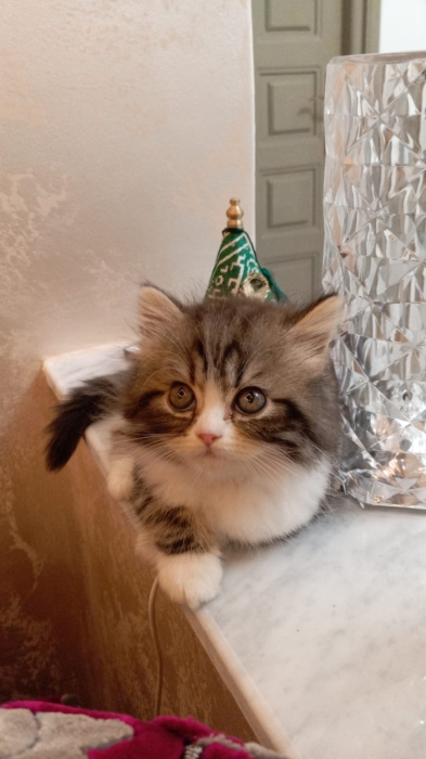Chaton Persan Chinchilla