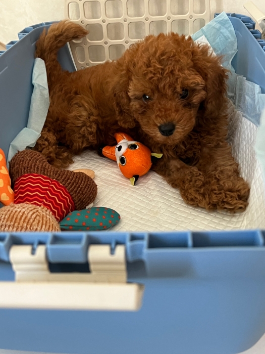 Toy poodle de race pure