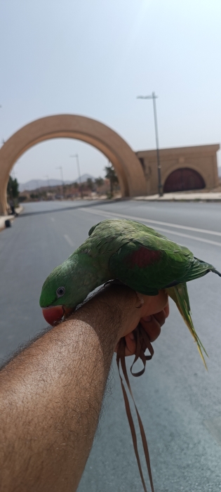 Grand Alexandre bien dressé