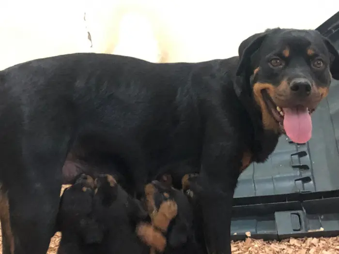 Chiot rotweiller a vendre