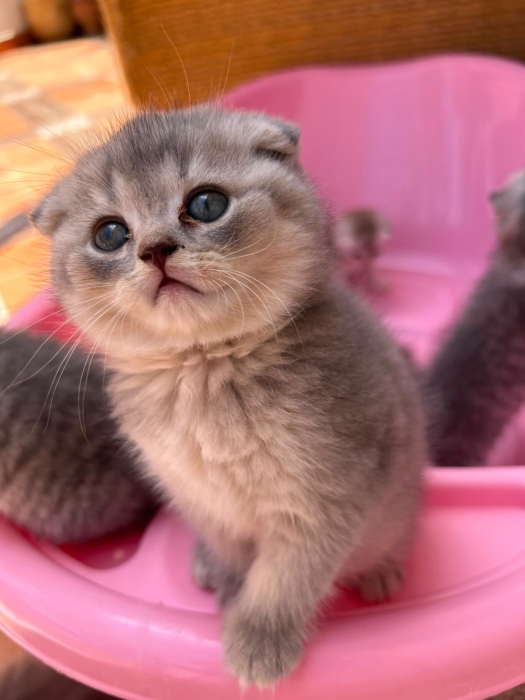 Chatons scottish fold et straight