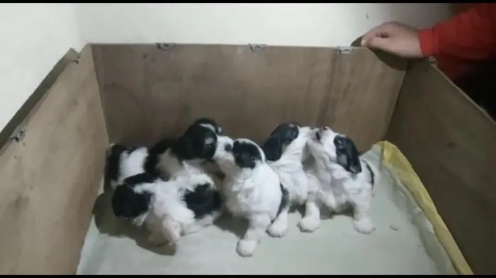 Bichon havanais panda