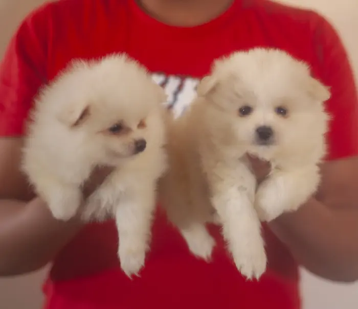 magnifiques chiot chiots loulou de pomeranie nain