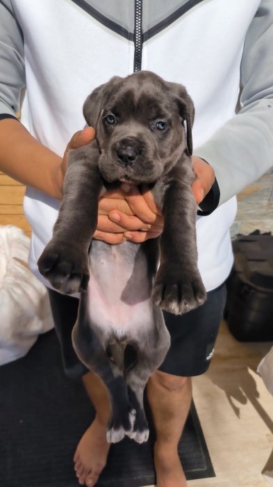 Cane corso