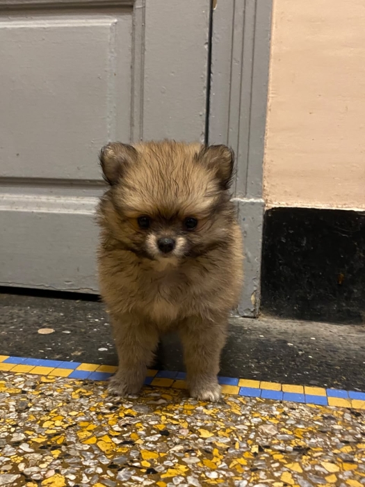 Spitz pomeranian